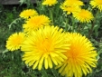 Bild 33
